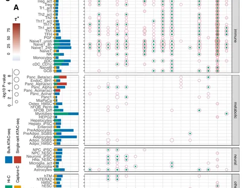 Heritability of 16 autoimmune diseases partitioned across cis-regulatory elements of 57 cell types (S-LDSC); regulatory T cells lead for type 1 diabetes.