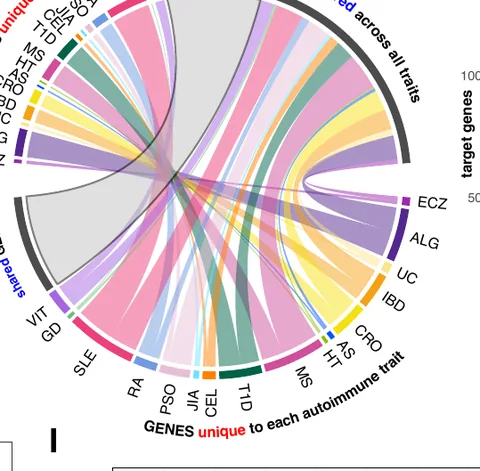 Variant-to-gene maps: SNP–gene pairs shared across, or unique to, cell types and traits.