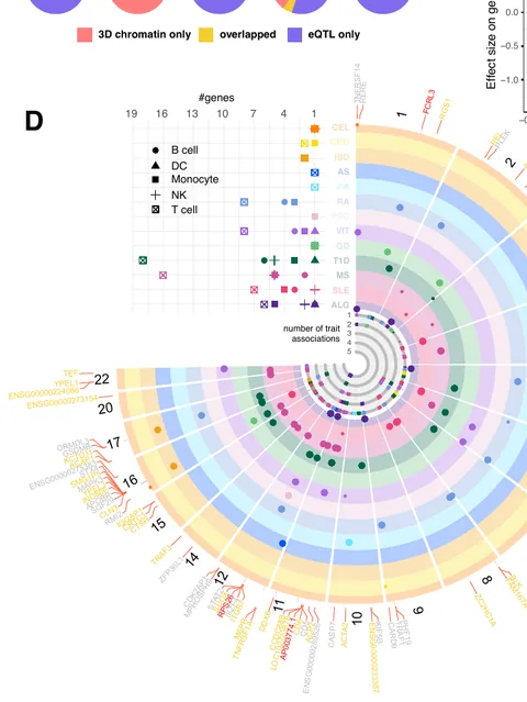 3D-chromatin variant-to-gene links compared with eQTL resources, and the effector genes shared across autoimmune traits.