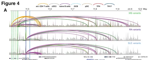The FDFT1 locus: chromatin contacts link multiple sclerosis, rheumatoid arthritis and lupus variants to FDFT1, expressed in immune cells.