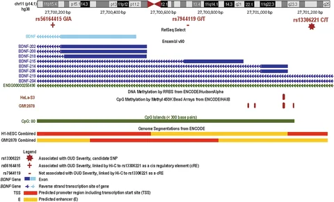 The BDNF locus: variants associated with opioid-use-disorder severity and the regulatory elements they contact.