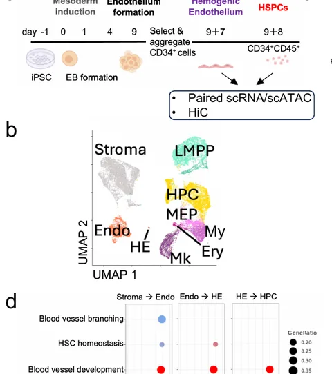 An iPSC model of blood development profiled by single-nucleus multiome and Hi-C: stroma, endothelium, haemogenic endothelium and progenitors.