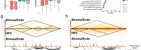 Chromatin compartments and loops that change along the endothelial-to-haematopoietic transition.