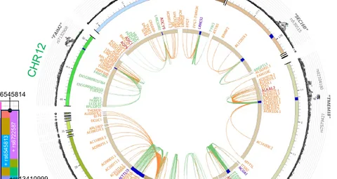 Putative childhood-obesity effector genes across cell types, including the ADCY3 locus.