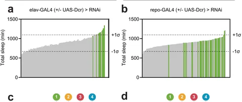 Neuronal and glial RNAi screens in flies test the candidate sleep genes.